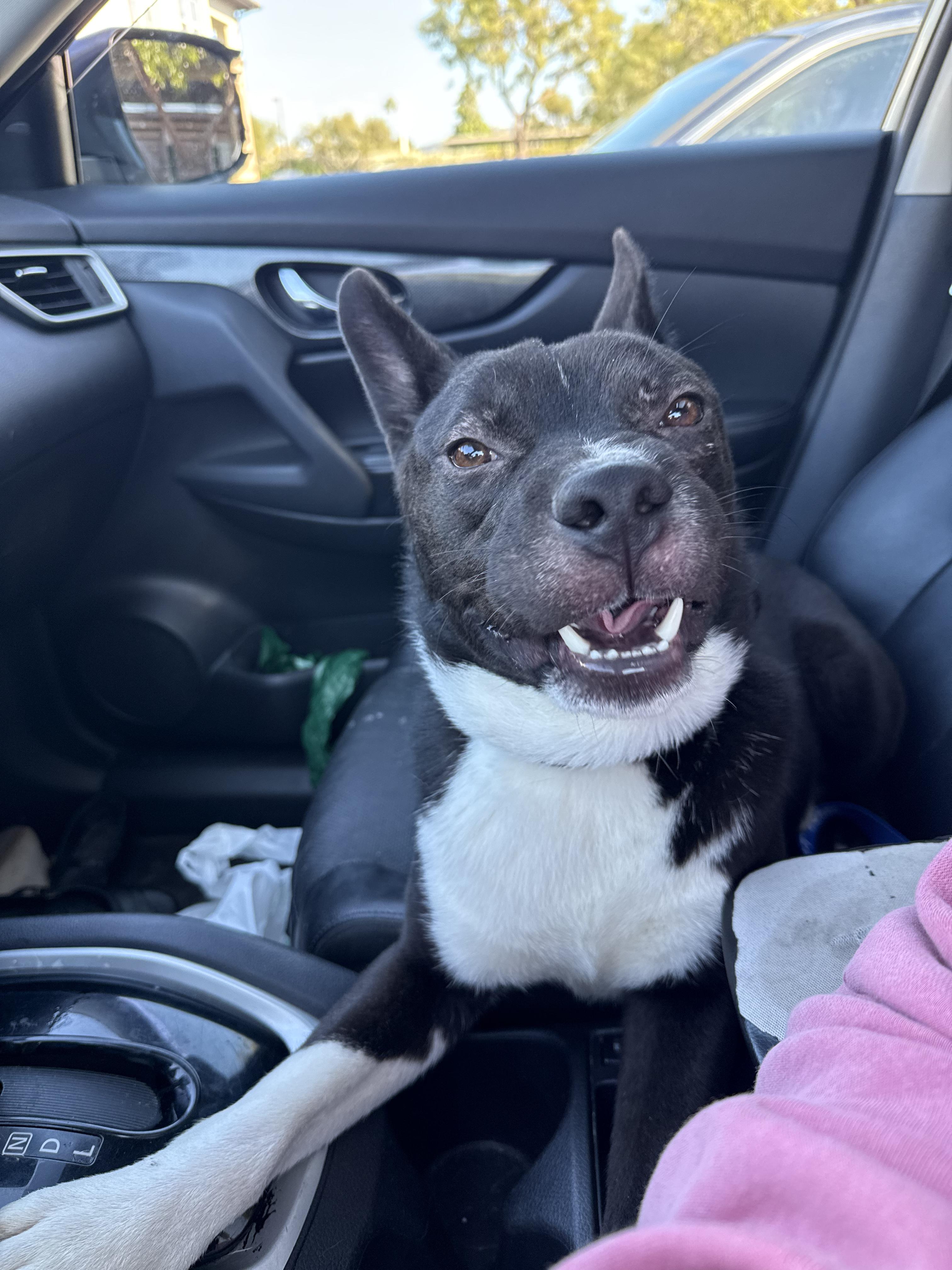 Enlarge Stitch, a Adoptable Canaan Dog in Vista, CA image 5/6