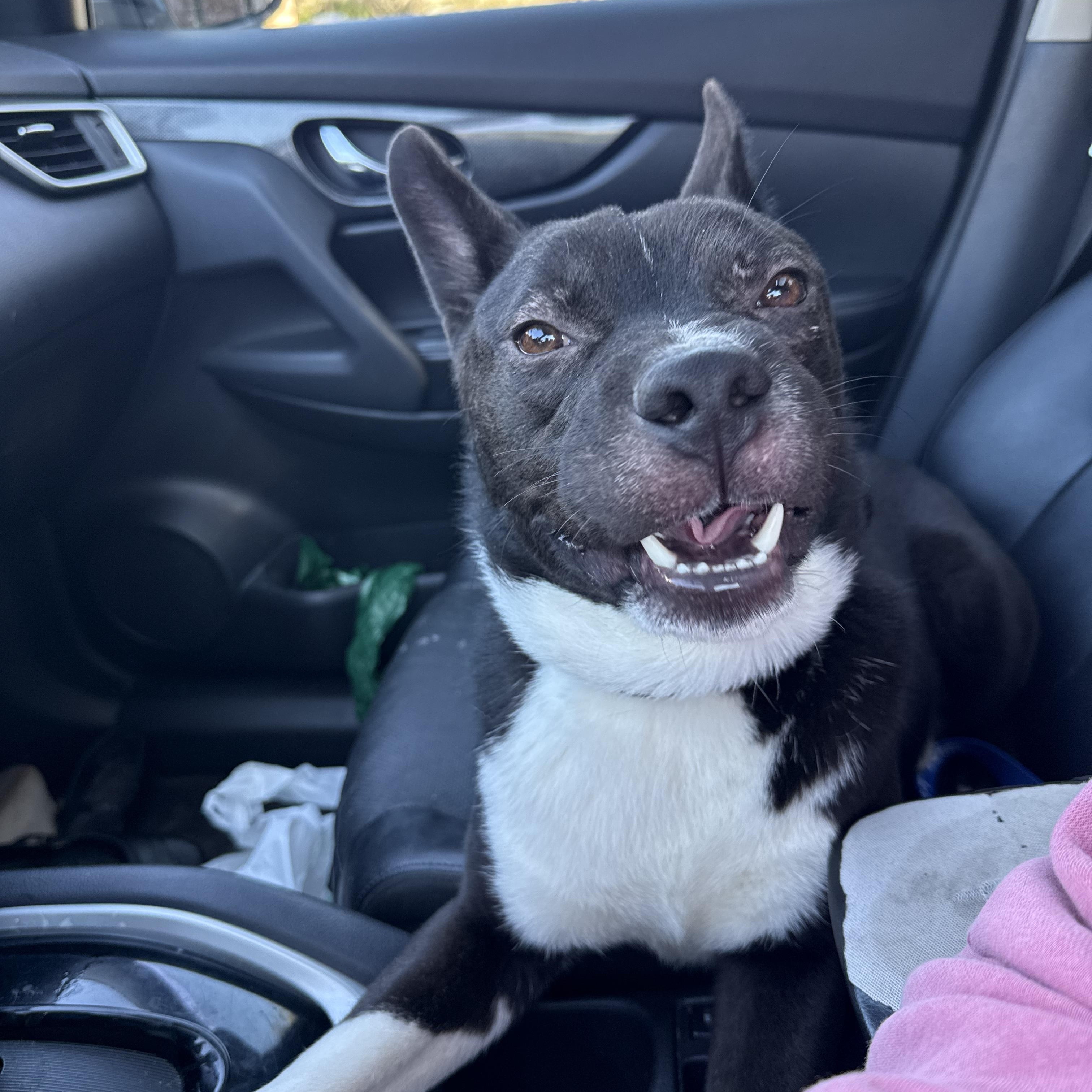 Enlarge Stitch, an adopted Canaan Dog in Arvada, CO image 5/6