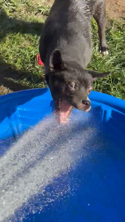 Enlarge Stitch, a Adoptable Canaan Dog in Vista, CA video 6/6