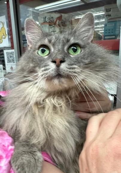 Stormy, Adoptable, Senior Female Domestic Long Hair.