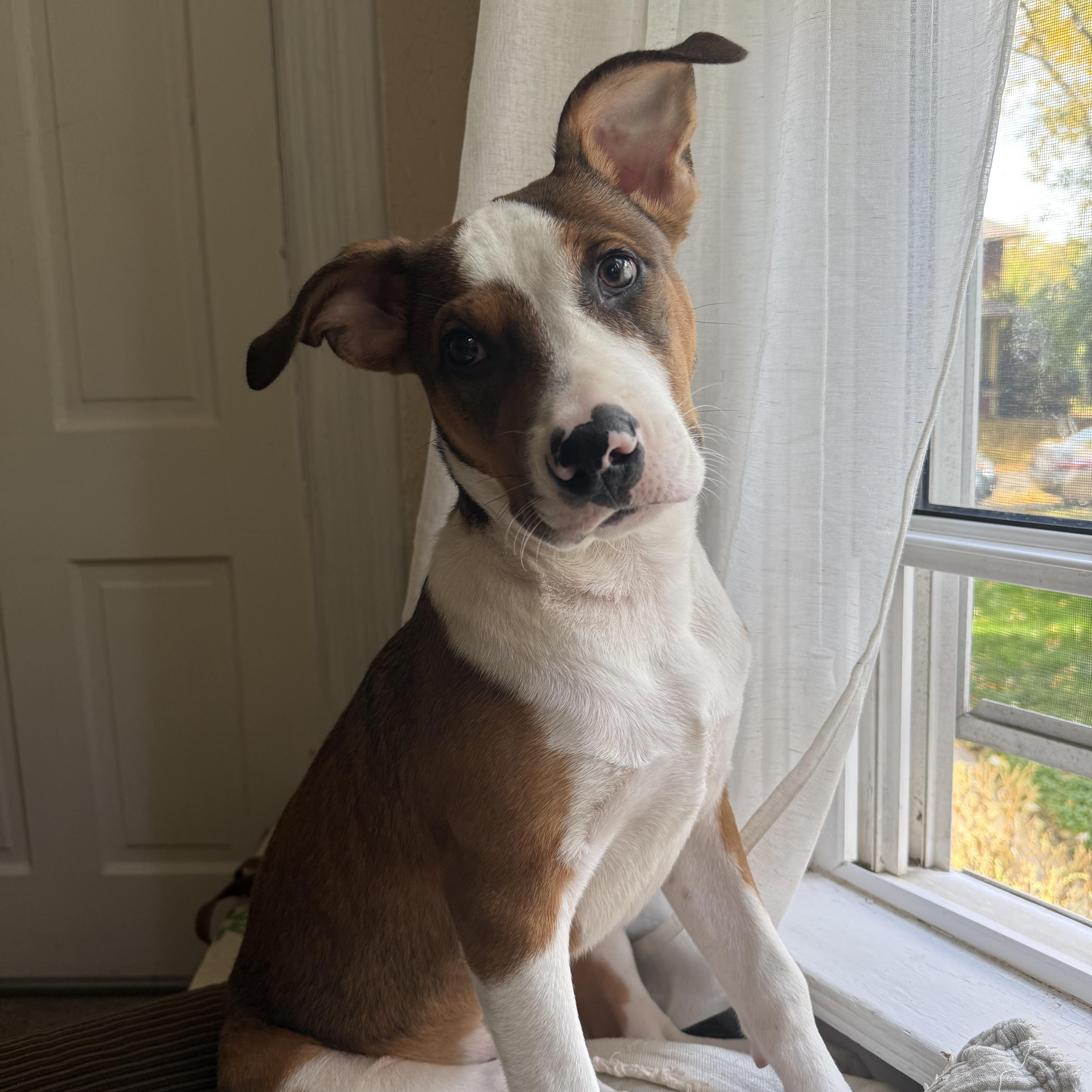 Eggroll, Adopted, Puppy Male Mixed Breed.