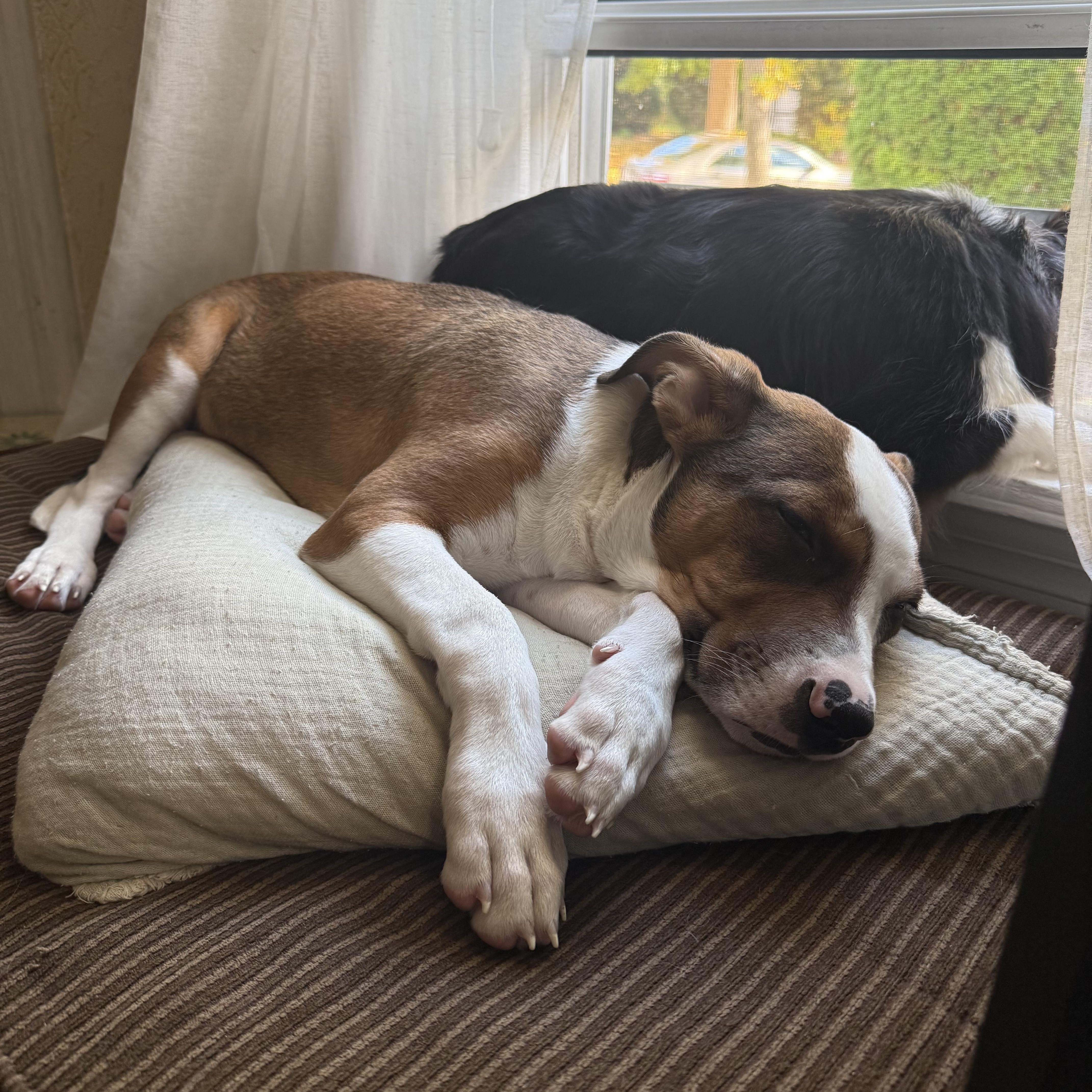 Enlarge Eggroll, a Adopted mixed breed in West Bend, WI image 3/5