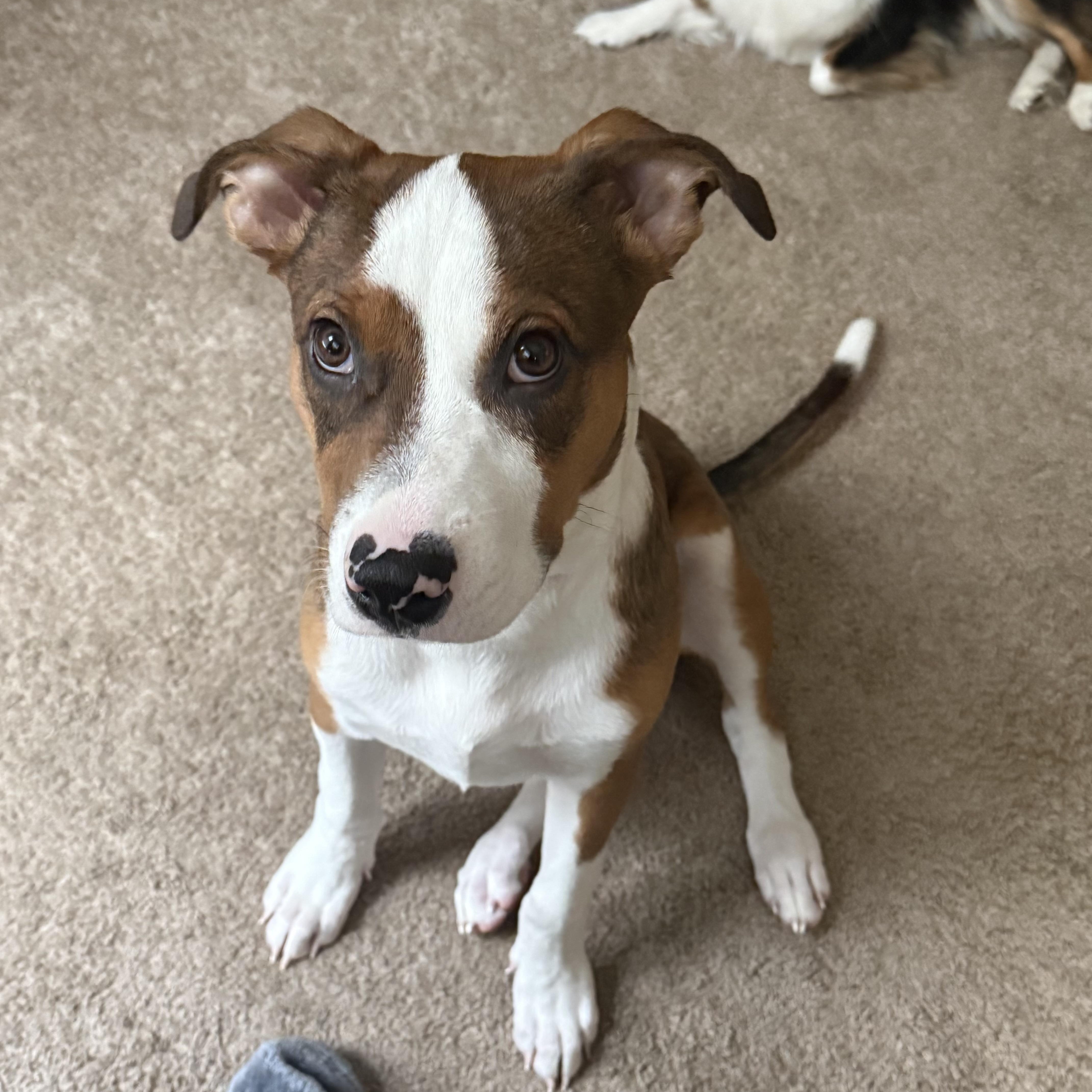 Enlarge Eggroll, a Adopted mixed breed in West Bend, WI image 4/5