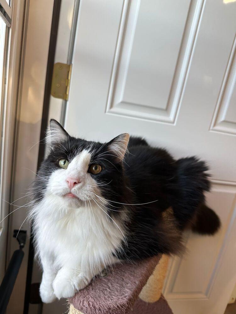 Harvey, Adoptable, Senior Male Domestic Long Hair.