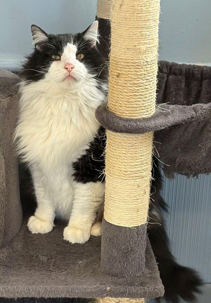 Enlarge Harvey, a Adoptable Domestic Long Hair in McPherson, KS image 1/3
