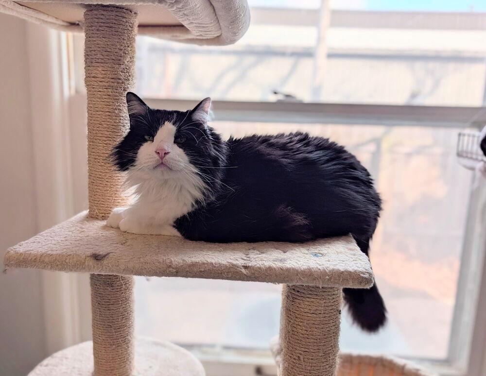 Enlarge Harvey, a Adoptable Domestic Long Hair in McPherson, KS image 3/3