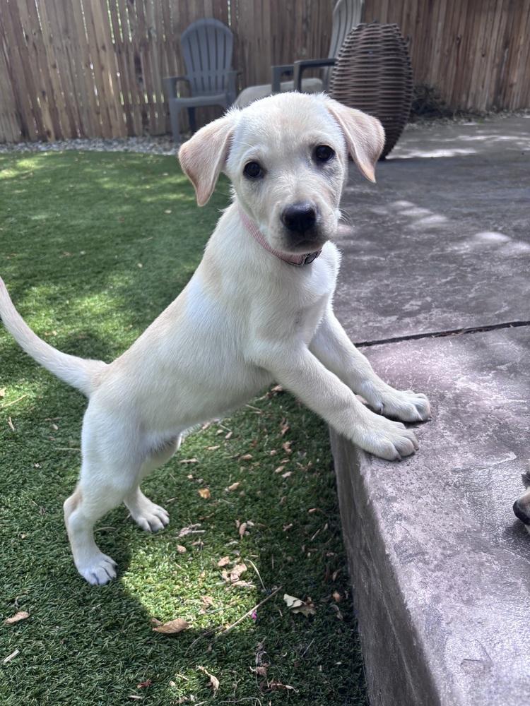 Cowley / Feta, Adopted, Puppy Female Labrador Retriever & Mixed Breed.