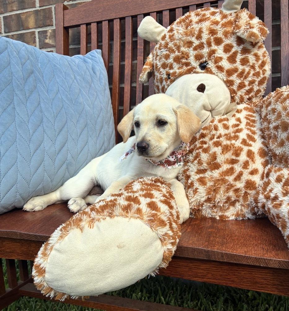 Enlarge Cowley / Feta, a Adopted mixed breed in Broomfield, CO image 2/6
