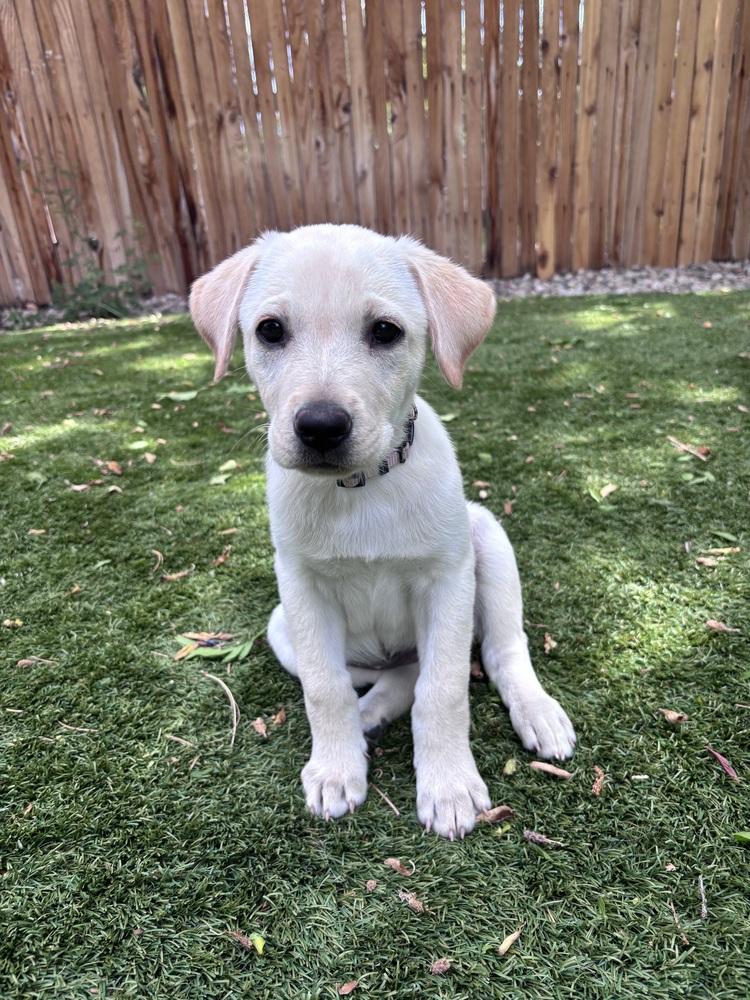 Enlarge Cowley / Feta, a Adopted mixed breed in Broomfield, CO image 3/6