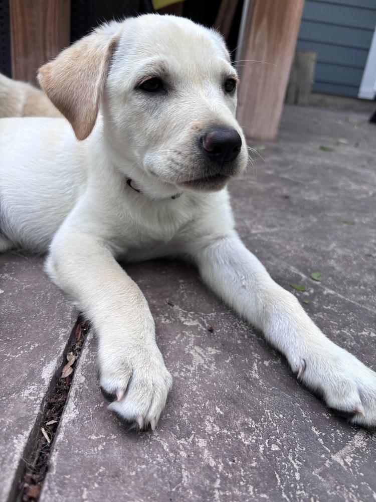 Enlarge Cowley / Feta, a Adopted mixed breed in Broomfield, CO image 4/6