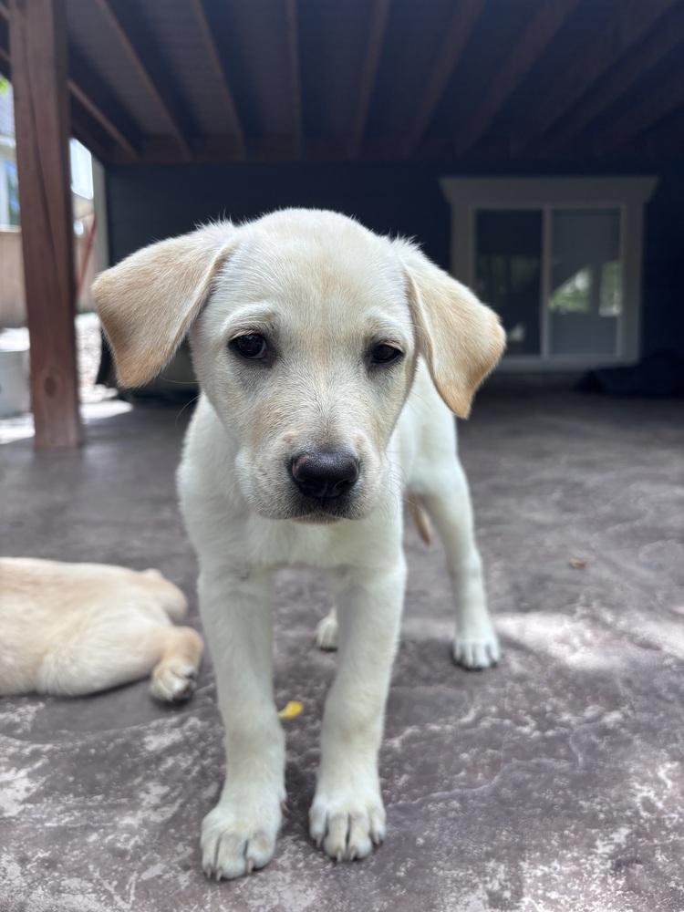 Enlarge Cowley / Feta, a Adopted mixed breed in Broomfield, CO image 5/6