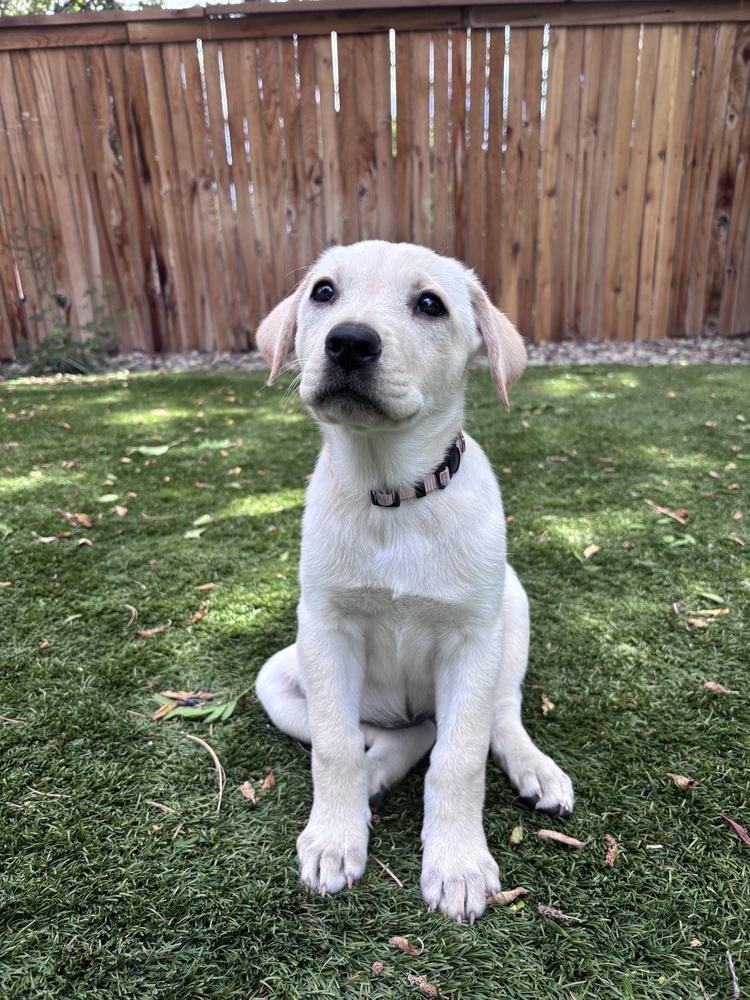 Enlarge Cowley / Feta, a Adopted mixed breed in Broomfield, CO image 6/6