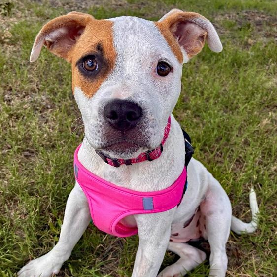 Twinkie, an adopted mixed breed in Oklahoma City, OK image 3/4