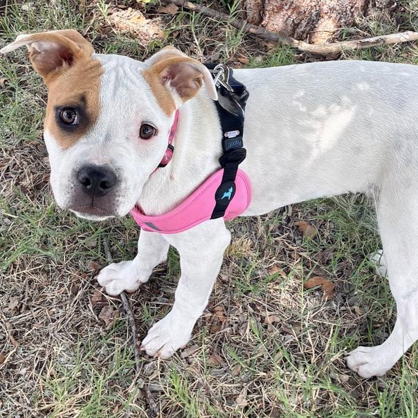 Twinkie, an adopted mixed breed in Oklahoma City, OK image 2/4
