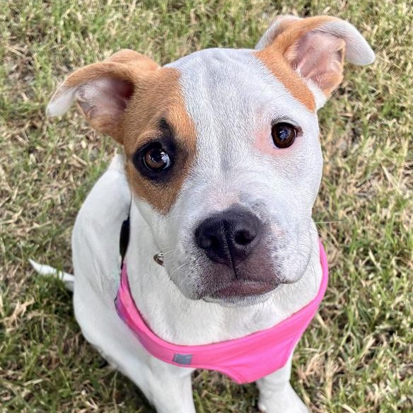Twinkie, adopted, Puppy Female American Bulldog.