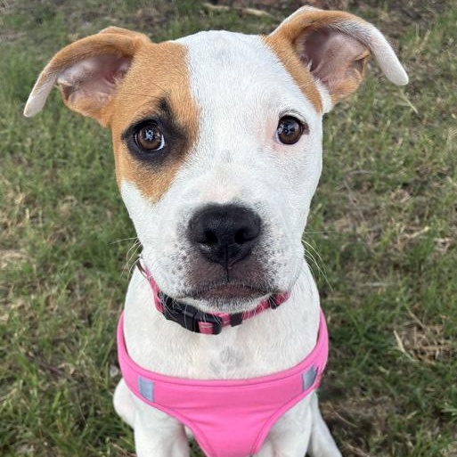 Twinkie, an adopted mixed breed in Oklahoma City, OK image 4/4