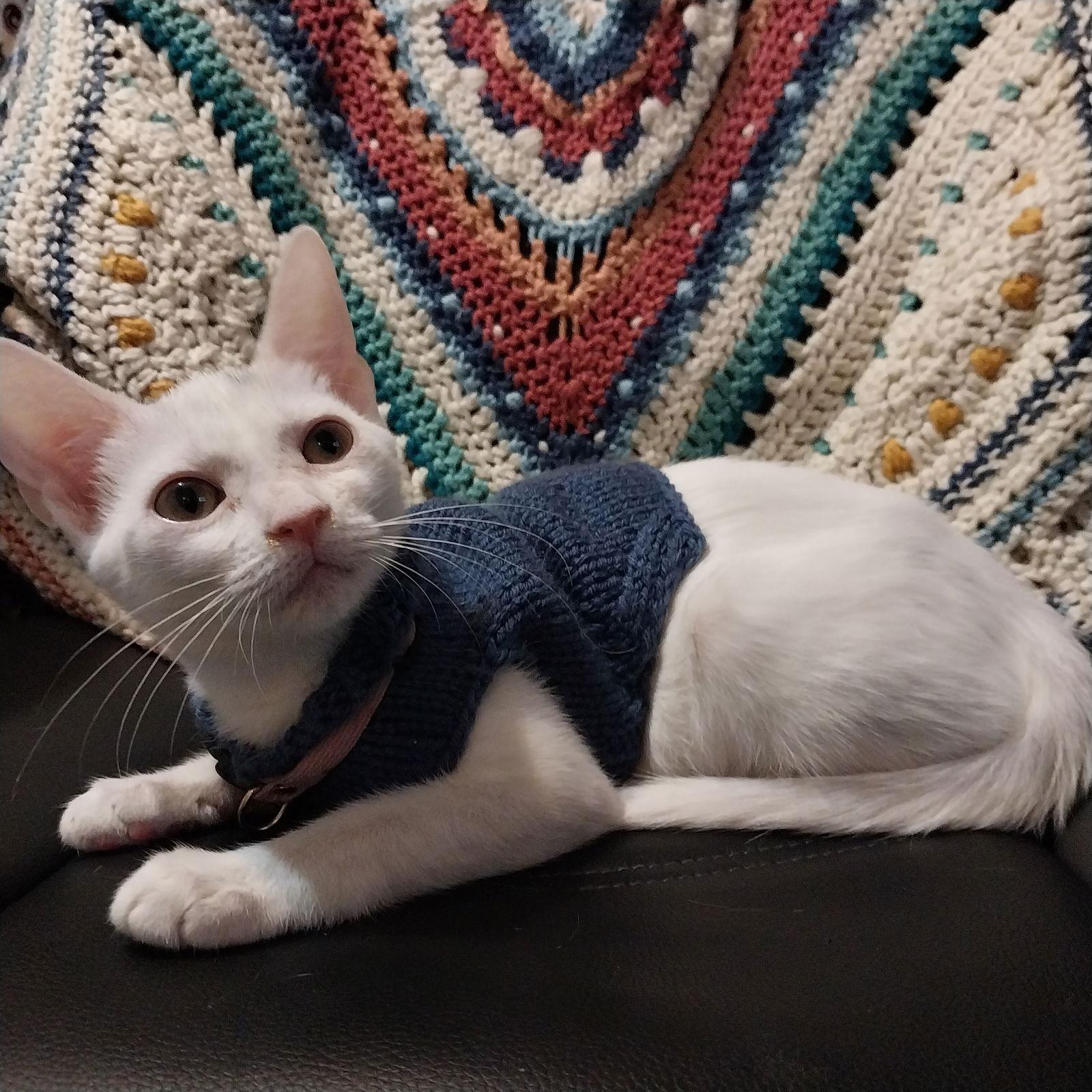 Catalina #sister-of-Purscilla, a Adoptable Domestic Short Hair in Houston, TX image 1/3