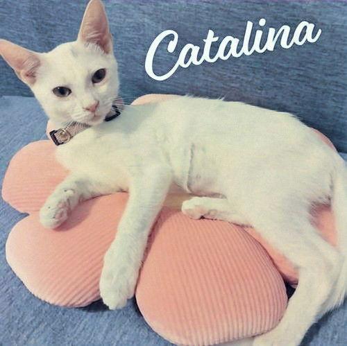 Catalina #sister-of-Purscilla, a Adoptable Domestic Short Hair in Houston, TX image 3/3