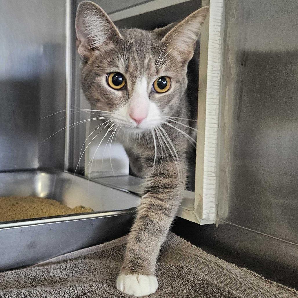 Purrlock, Adoptable, Adult Male Domestic Short Hair.