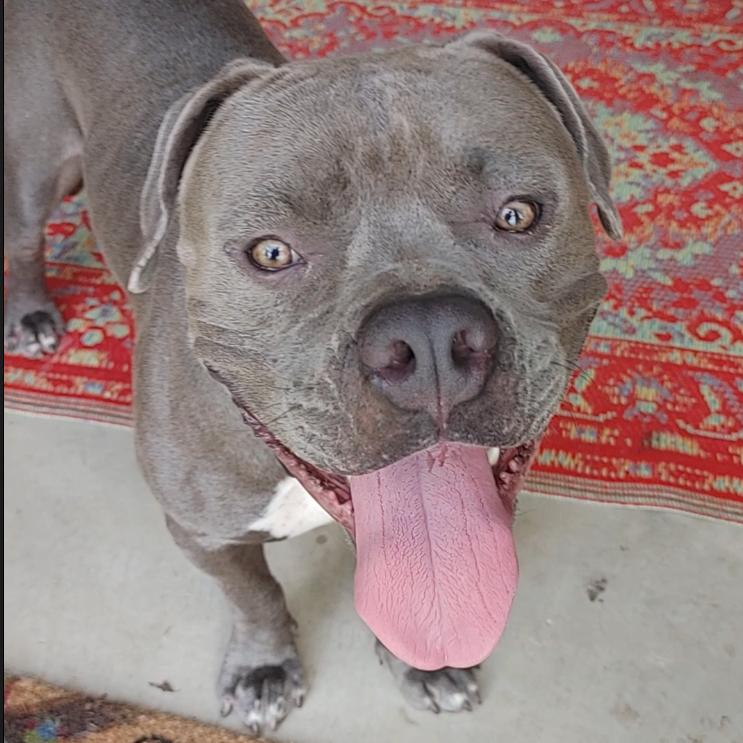 Ozzy, Adult Male unknown