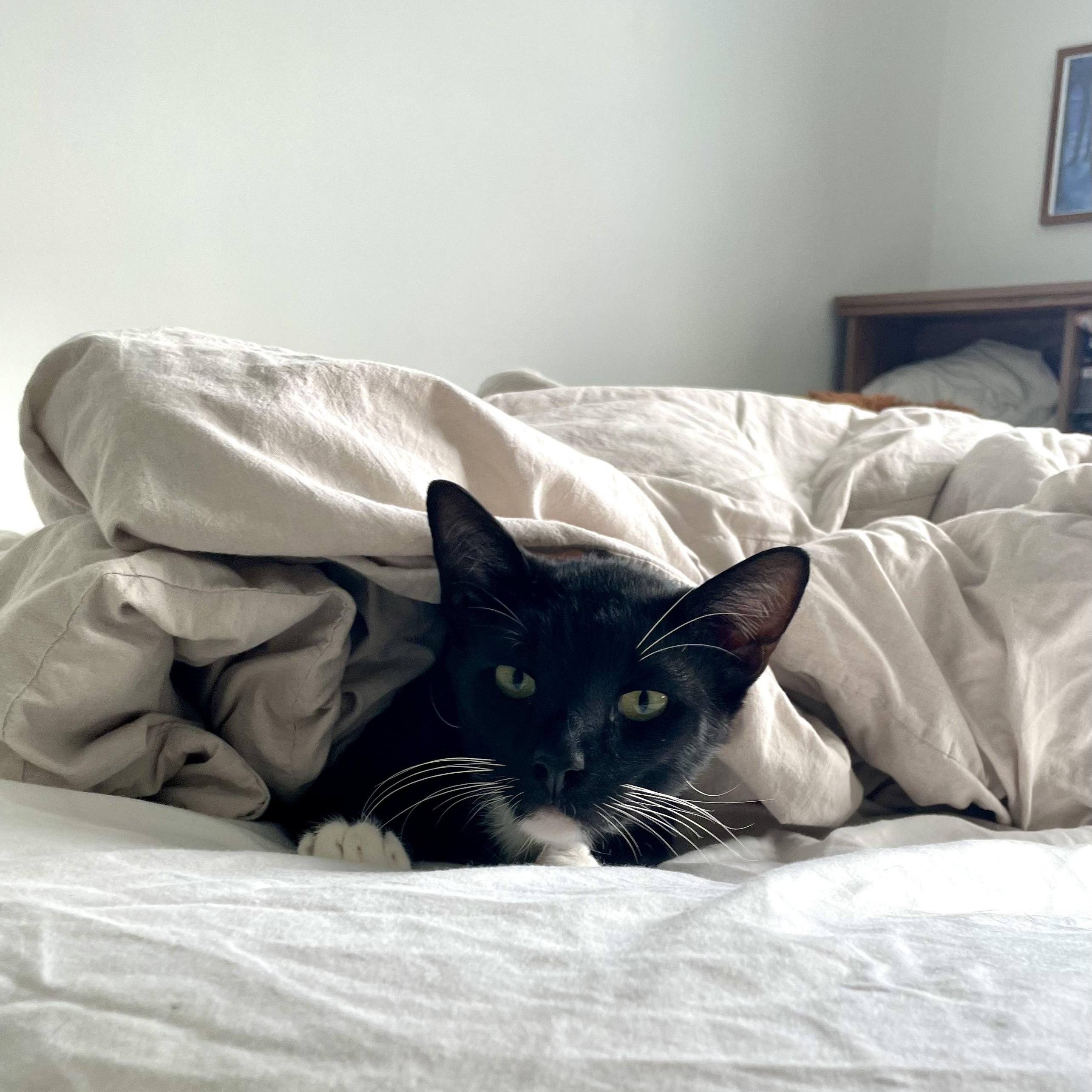 Mochi, ADOPTABLE, Kitten Male Tuxedo.