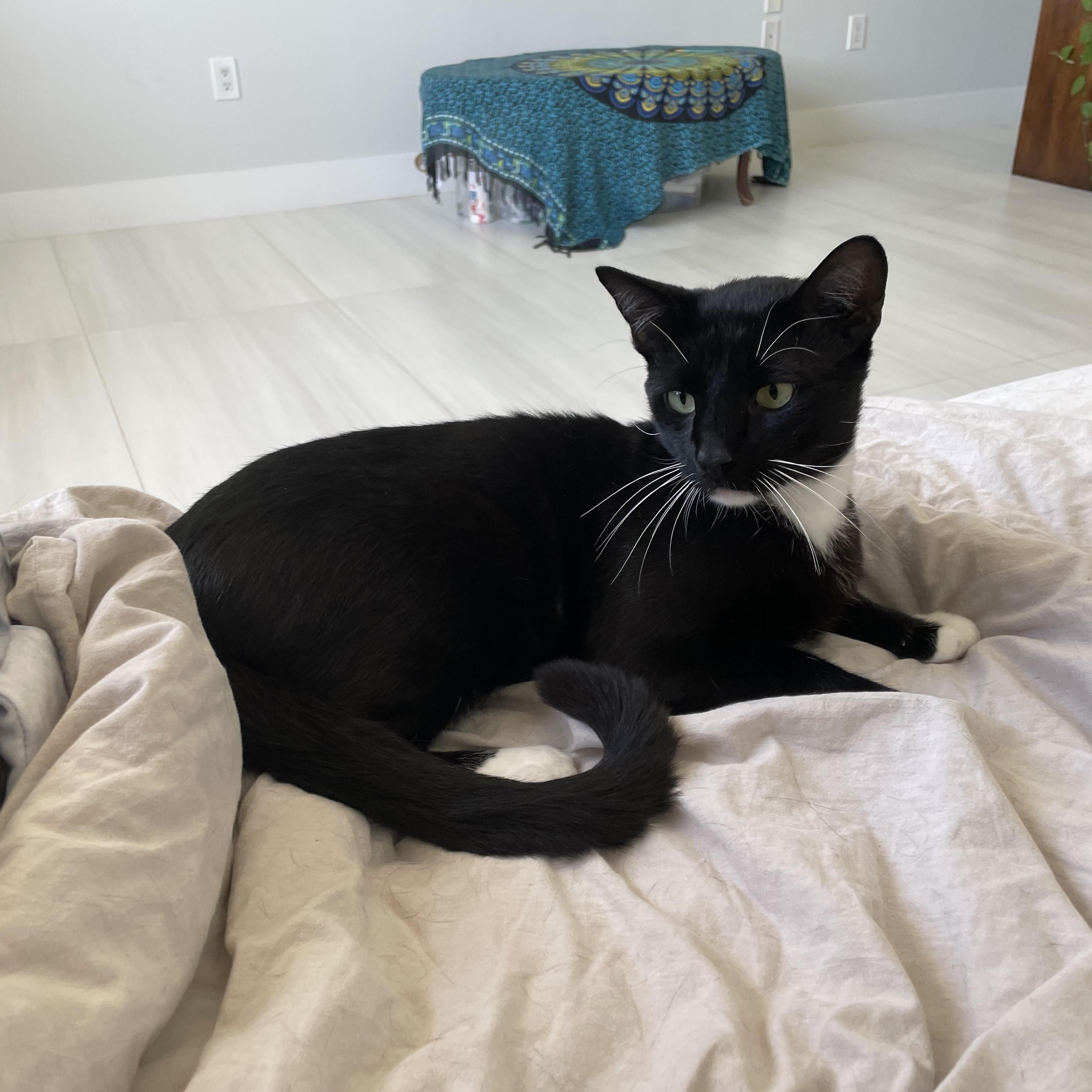 Mochi, a ADOPTABLE Tuxedo in Hartford, CT image 1/6