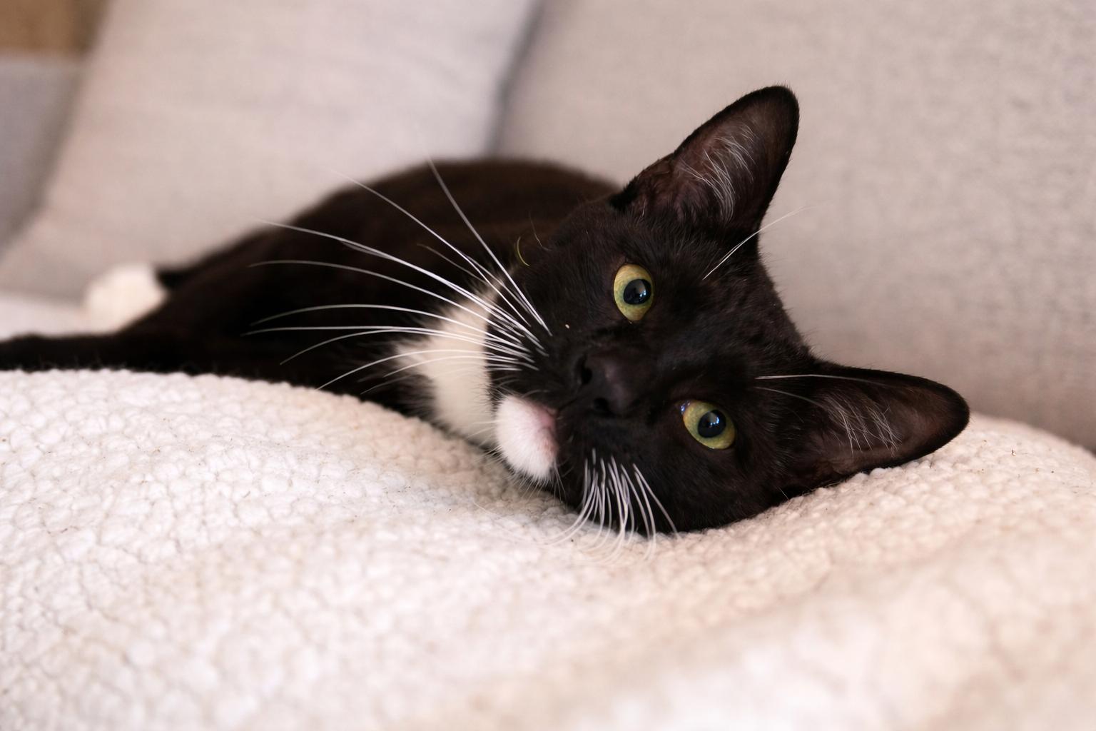 Mochi, a ADOPTABLE Tuxedo in Hartford, CT image 2/6