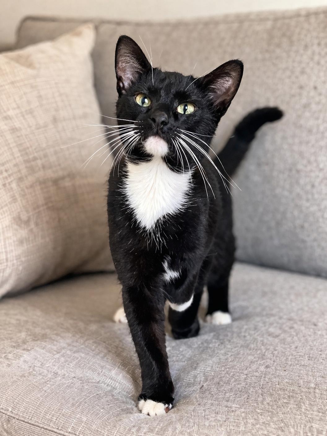 Mochi, a ADOPTABLE Tuxedo in Hartford, CT image 5/6