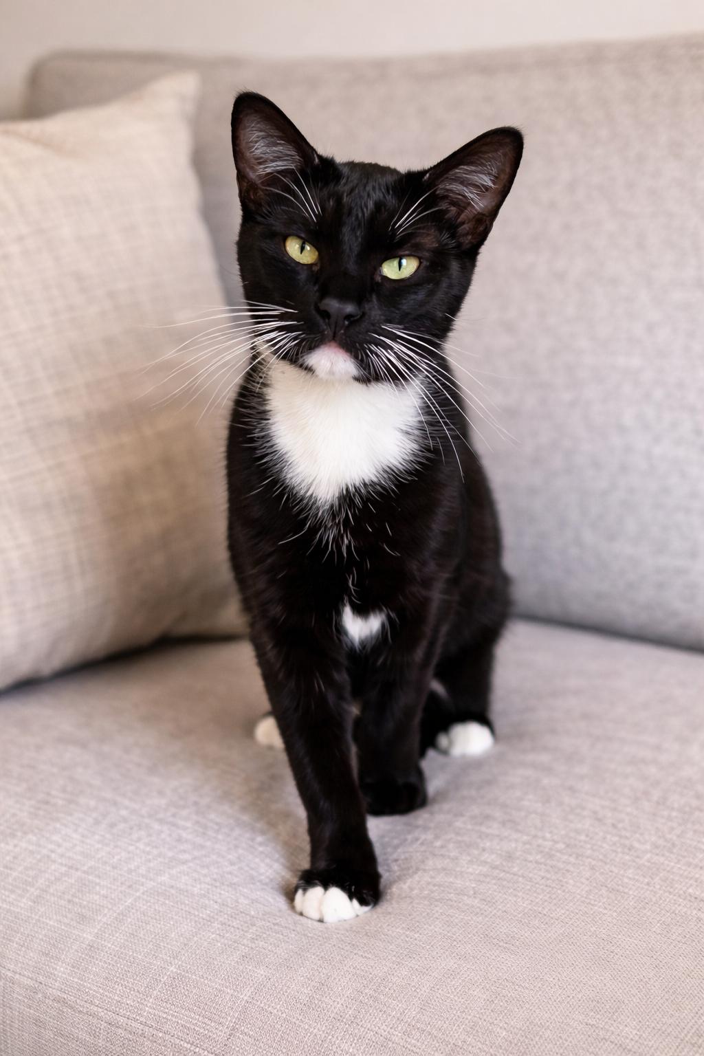 Mochi, a ADOPTABLE Tuxedo in Hartford, CT image 4/6