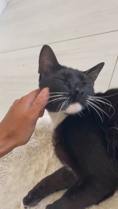 Enlarge Mochi, a ADOPTABLE Tuxedo in Hartford, CT video 6/6