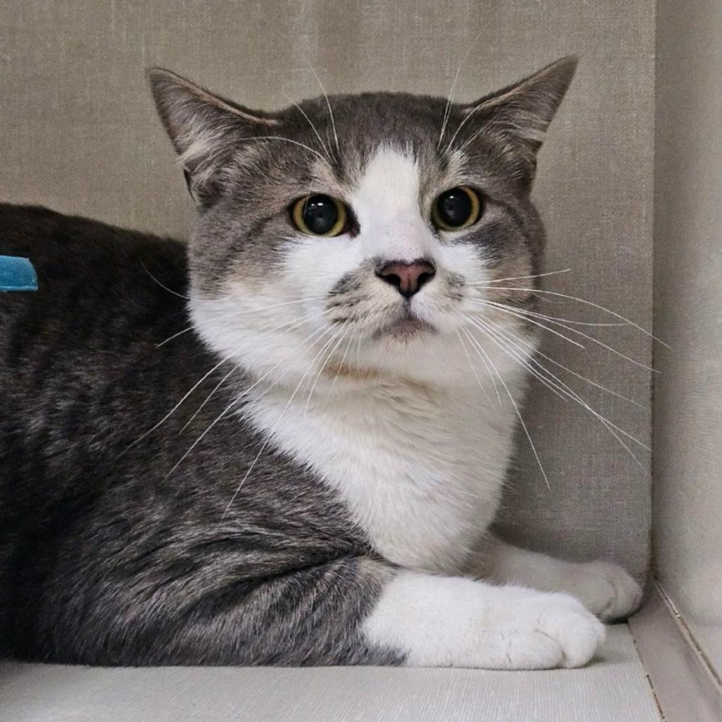 Loon, Adoptable, Adult Male Domestic Short Hair.