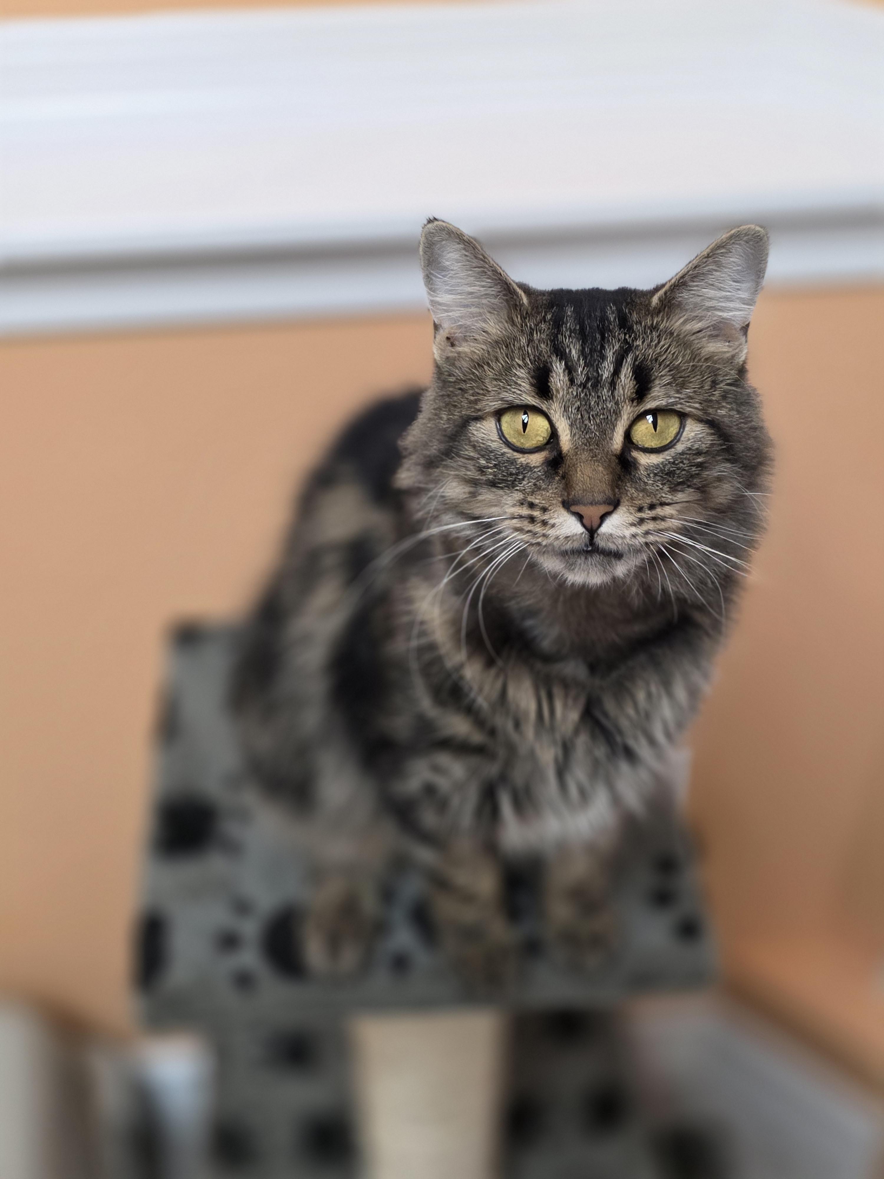 Enlarge 22072025A, a Adopted Domestic Short Hair in Kamloops, BC image 1/6