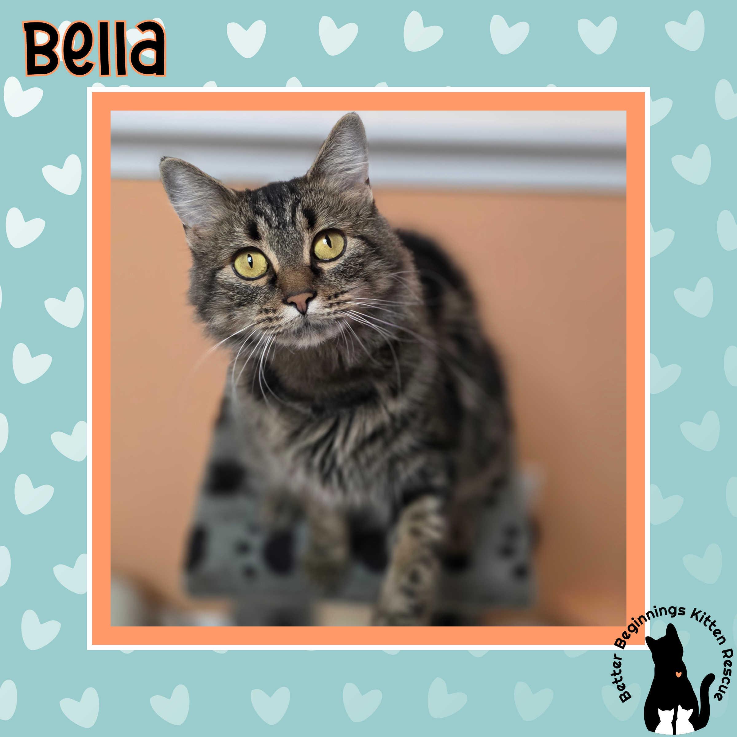 Enlarge 22072025A, a Adopted Domestic Short Hair in Kamloops, BC image 2/6