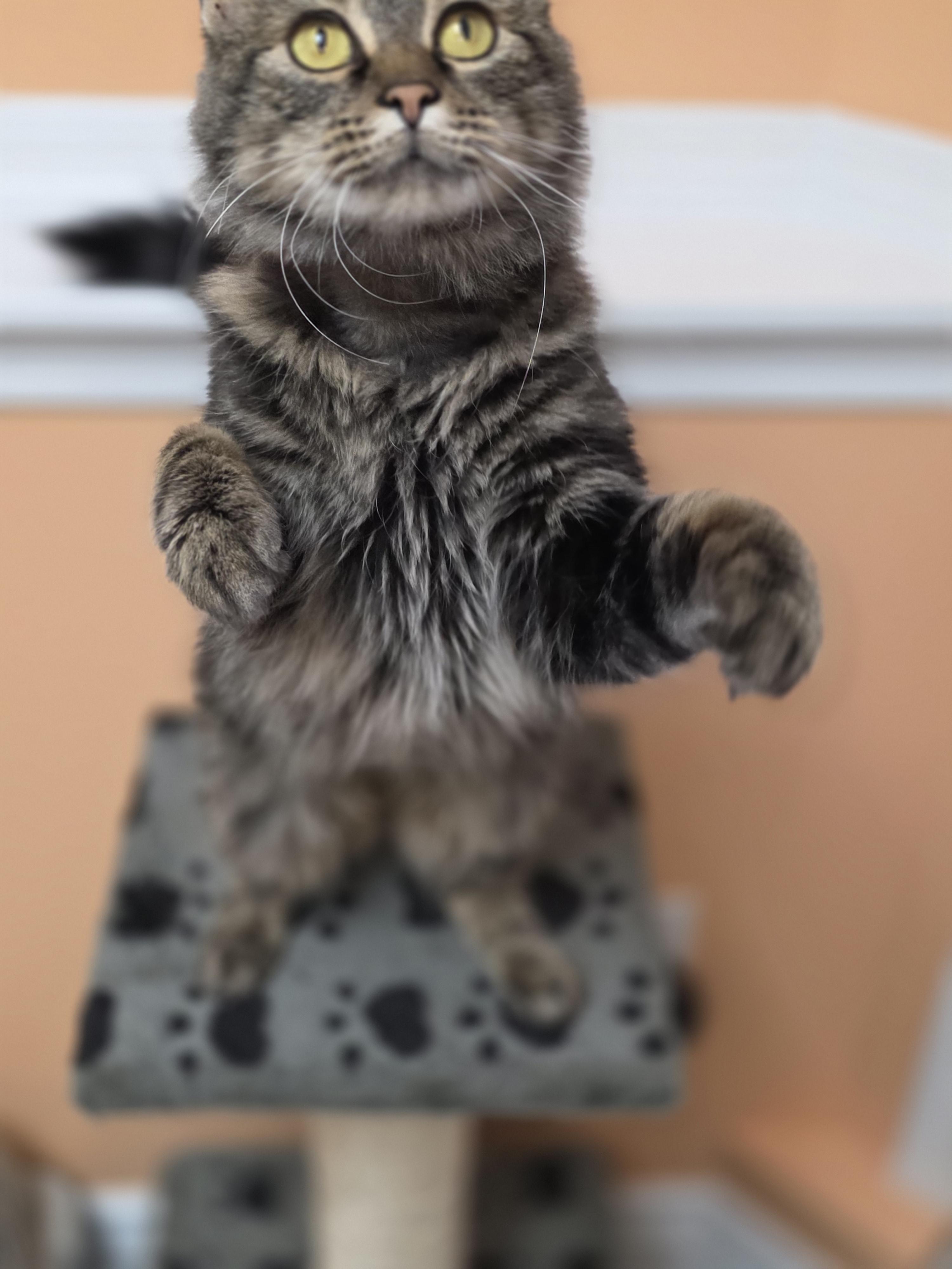 Enlarge 22072025A, a Adopted Domestic Short Hair in Kamloops, BC image 3/6