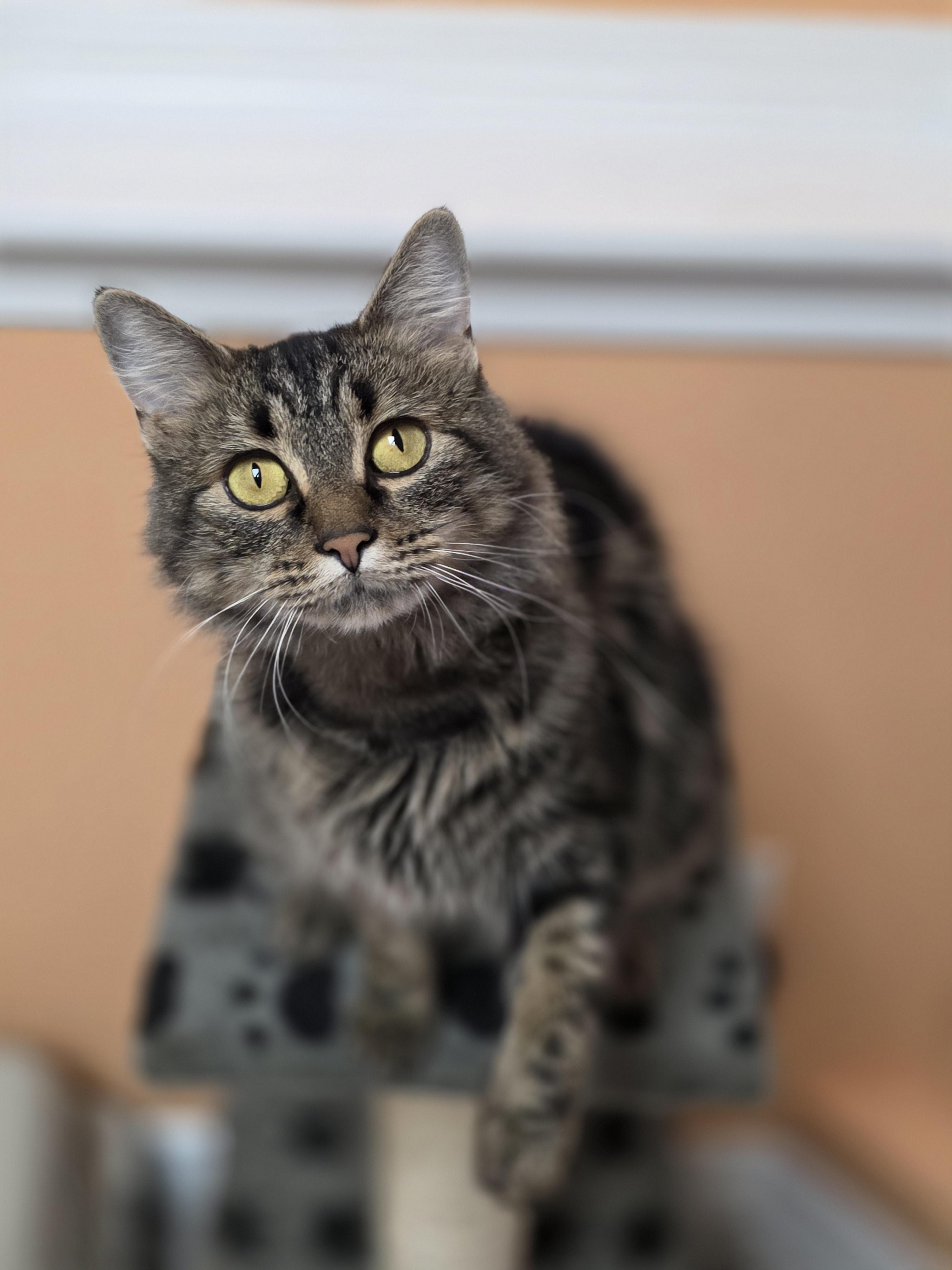 Enlarge 22072025A, a Adopted Domestic Short Hair in Kamloops, BC image 4/6