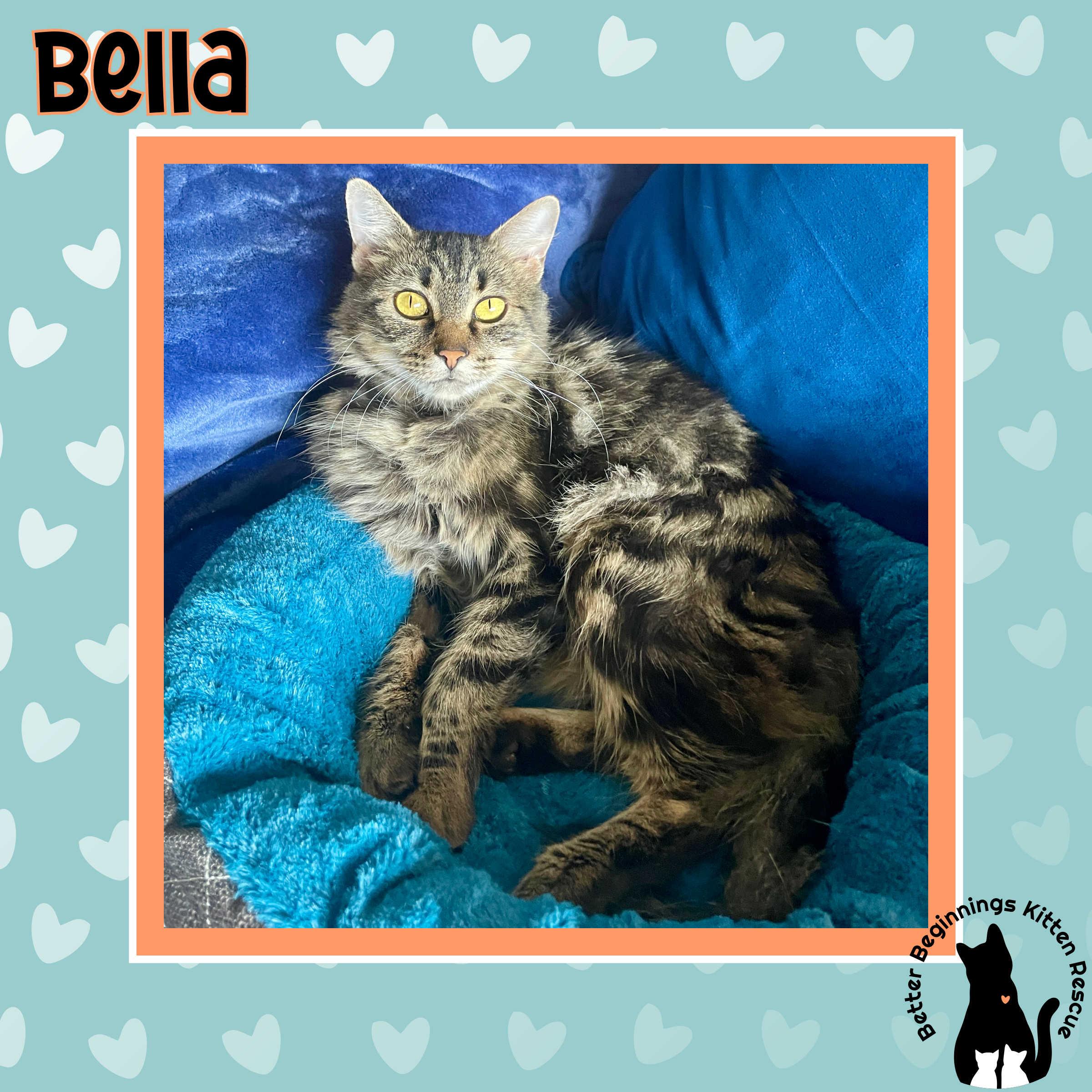 Enlarge 22072025A, a Adopted Domestic Short Hair in Kamloops, BC image 5/6