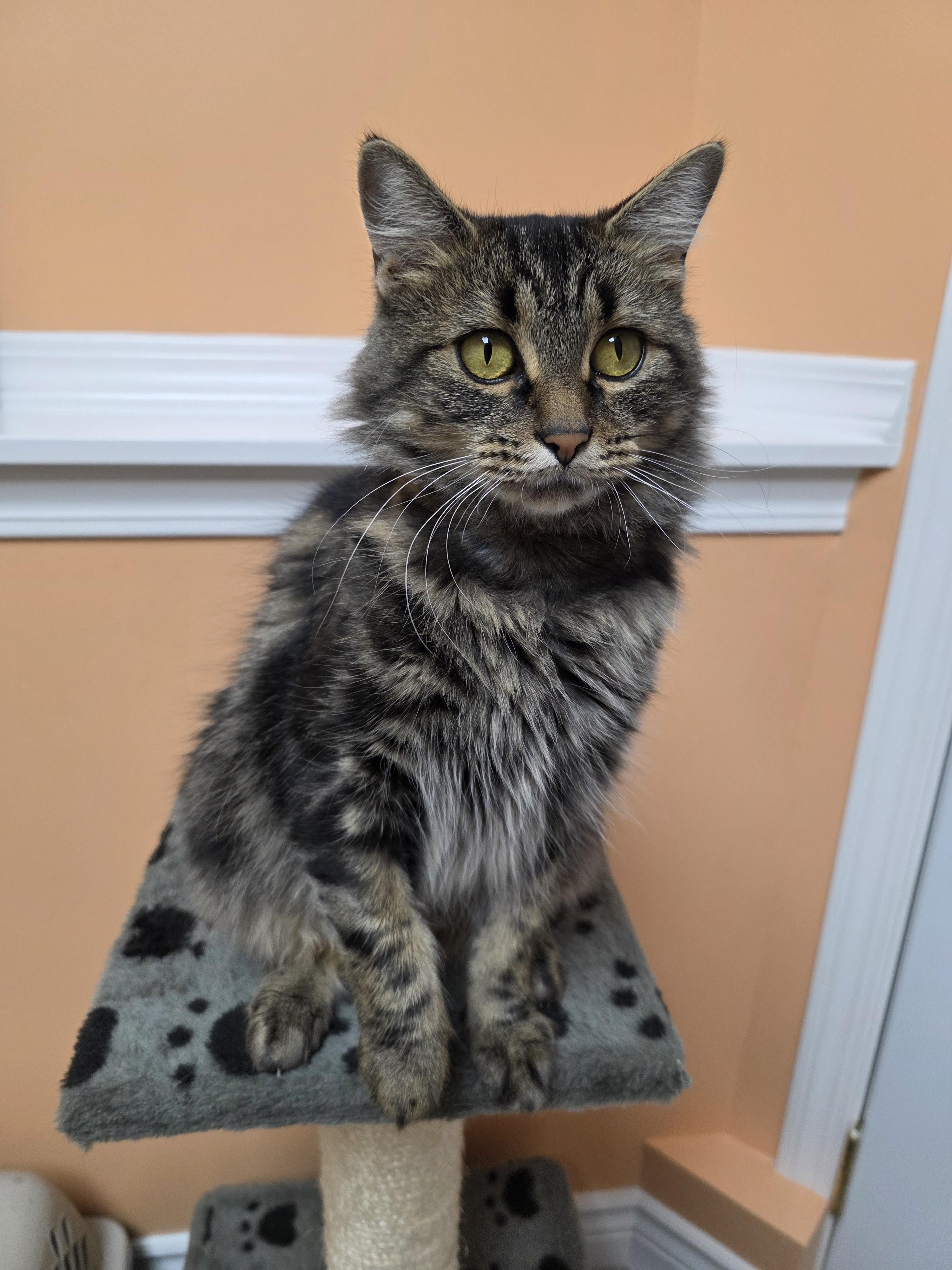 Enlarge 22072025A, a Adopted Domestic Short Hair in Kamloops, BC image 6/6