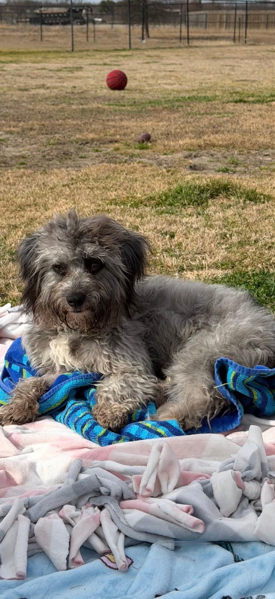 Enlarge Ollie, a Adopted mixed breed in Dallas, TX image 1/3