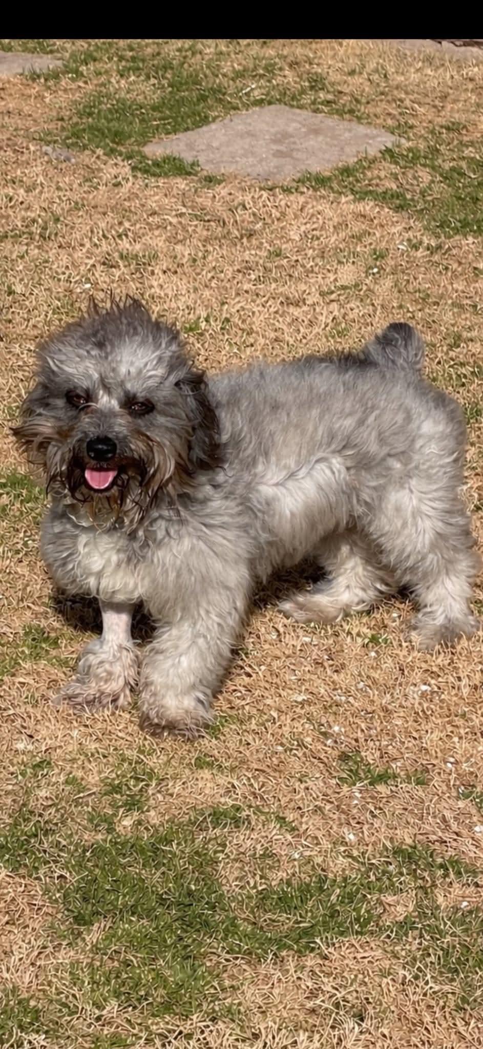 Enlarge Ollie, a Adopted mixed breed in Dallas, TX image 2/3