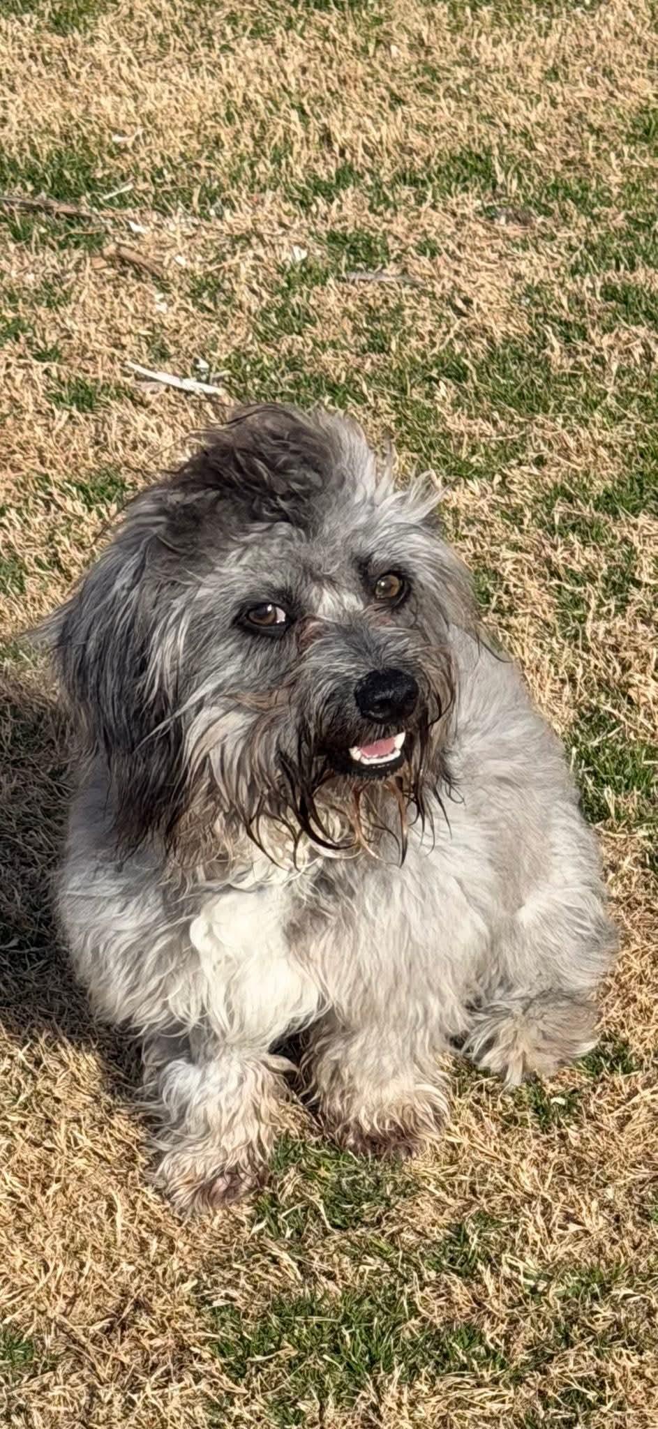 Enlarge Ollie, a Adopted mixed breed in Dallas, TX image 3/3