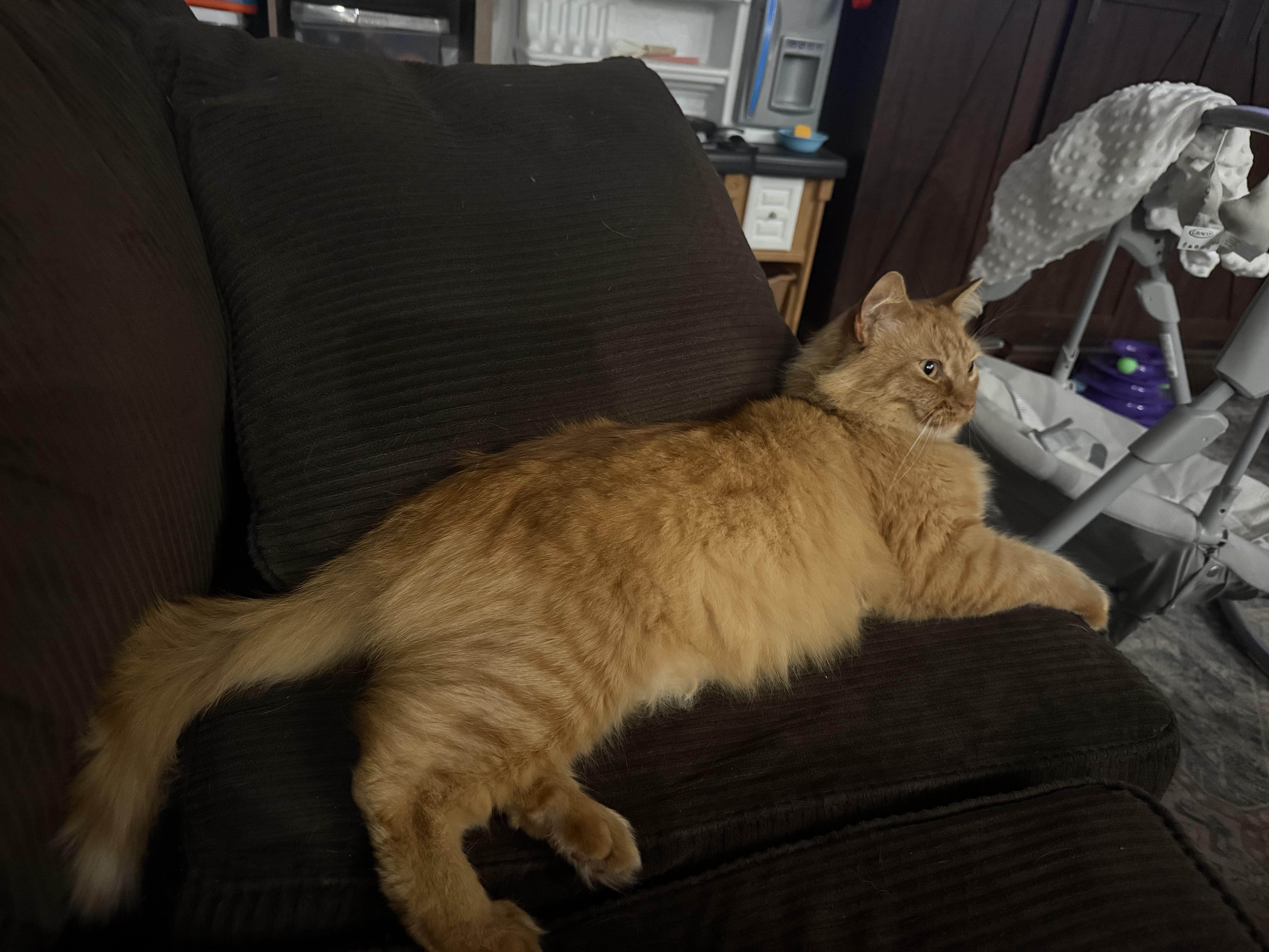 Enlarge Leroy, a Adoptable Domestic Medium Hair in Rochester, WA image 2/2