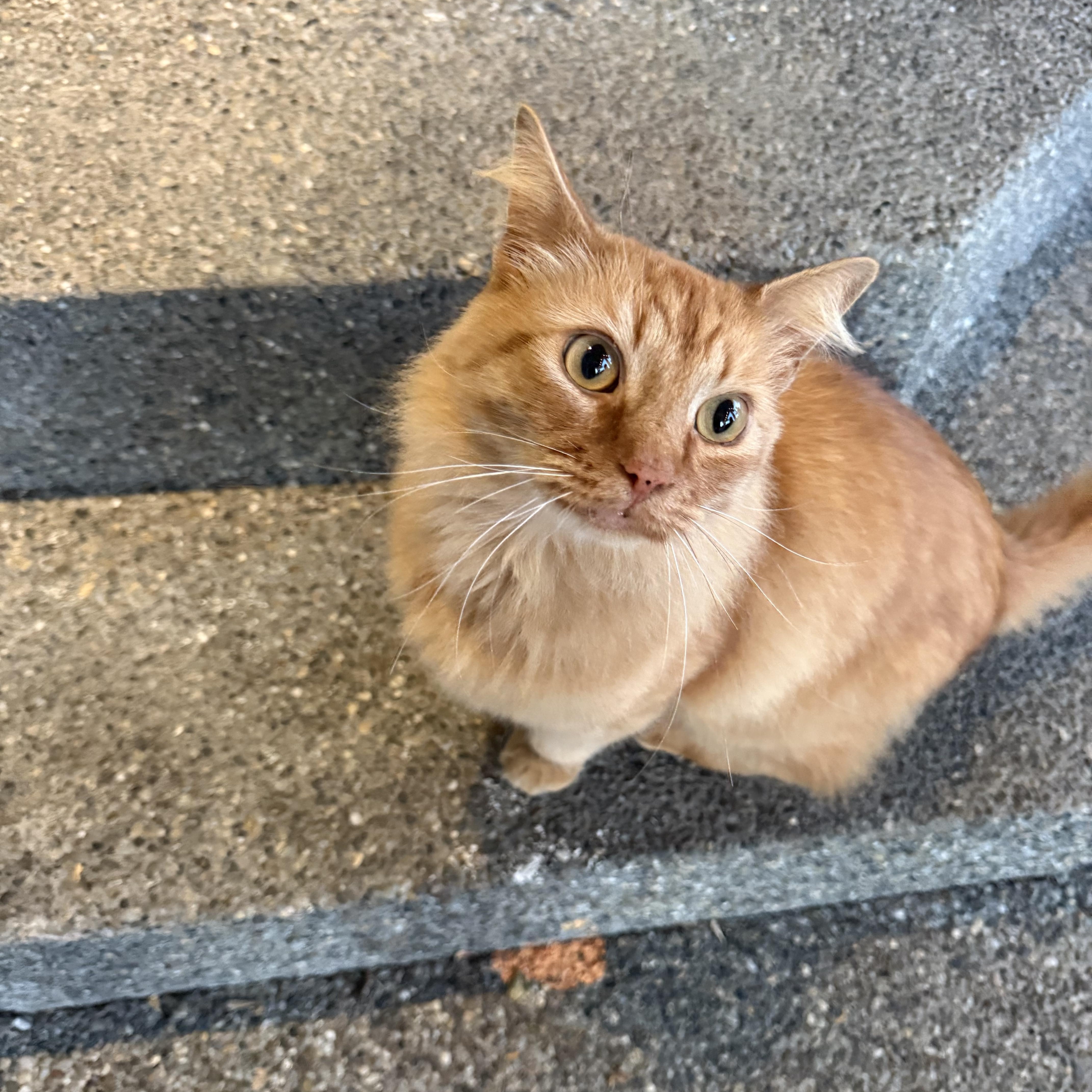 Leroy, Adoptable, Young Male Domestic Medium Hair.
