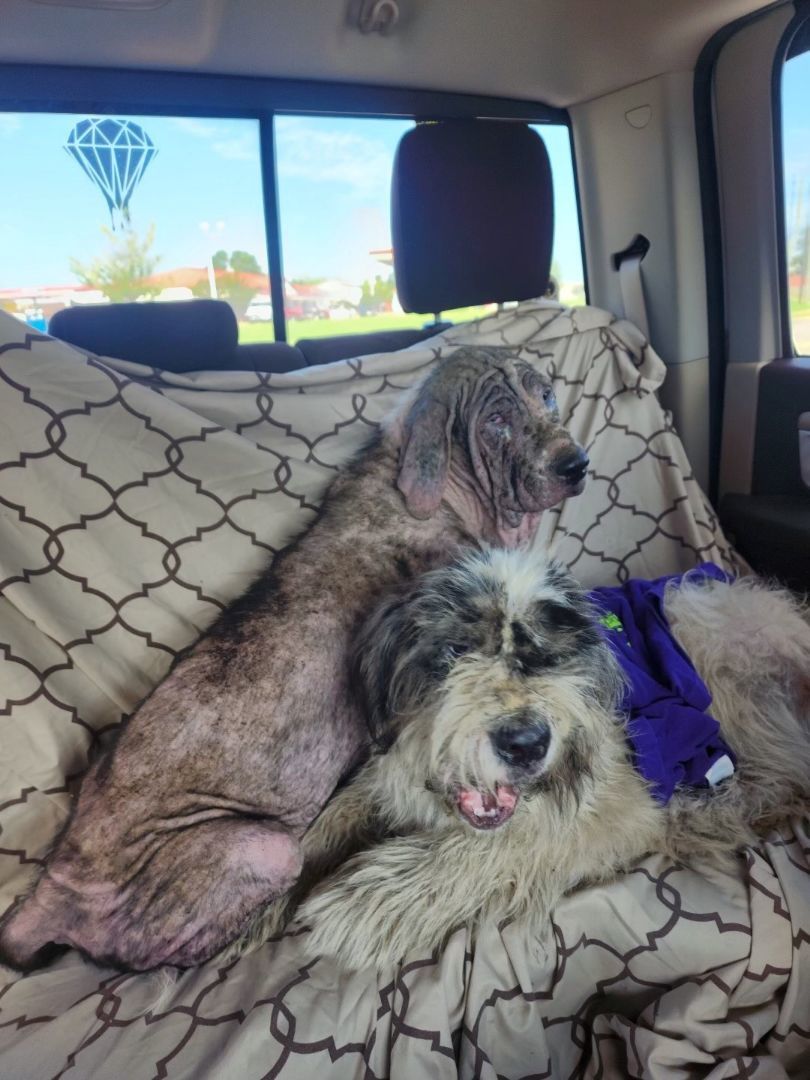 SILAS - Sponsored Adoption Fee!!