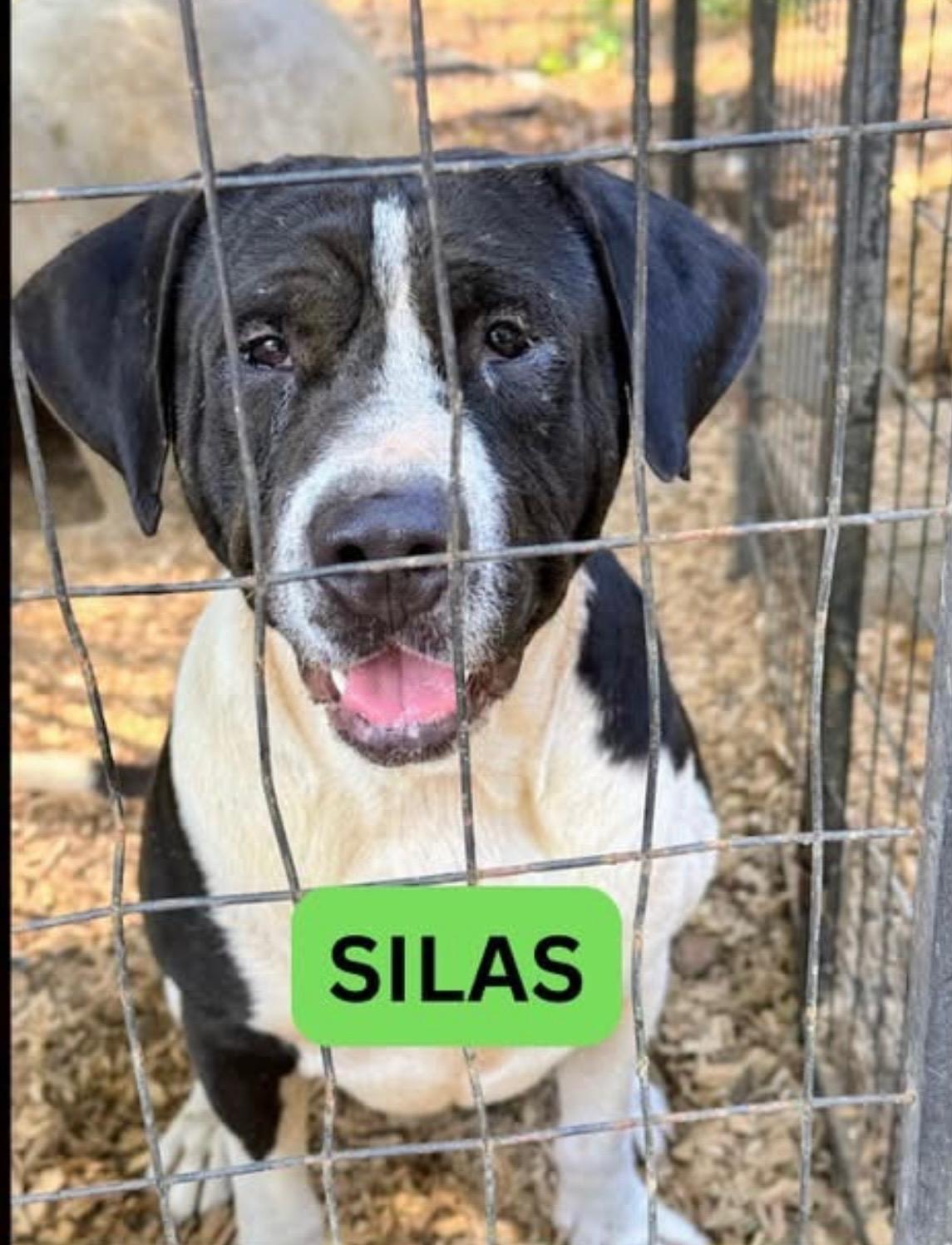 Enlarge SILAS - Sponsored Adoption Fee!!, a Adoptable mixed breed in Allentown, PA image 1/5