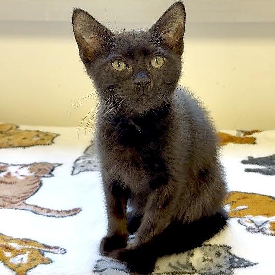 Odie, Adoptable, Kitten Male Domestic Short Hair.