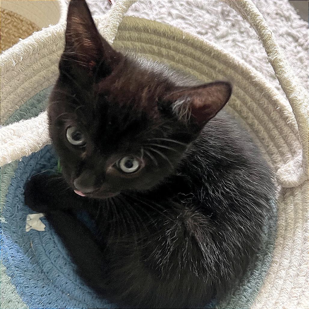 Enlarge Odie, a Adoptable Domestic Short Hair in Pleasant Hill, CA image 2/5