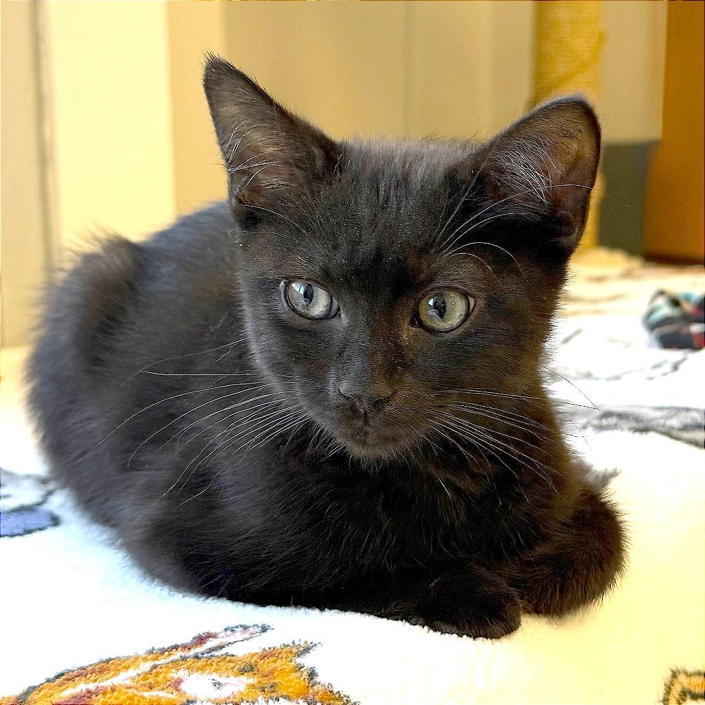 Enlarge Odie, a Adoptable Domestic Short Hair in Pleasant Hill, CA image 3/5