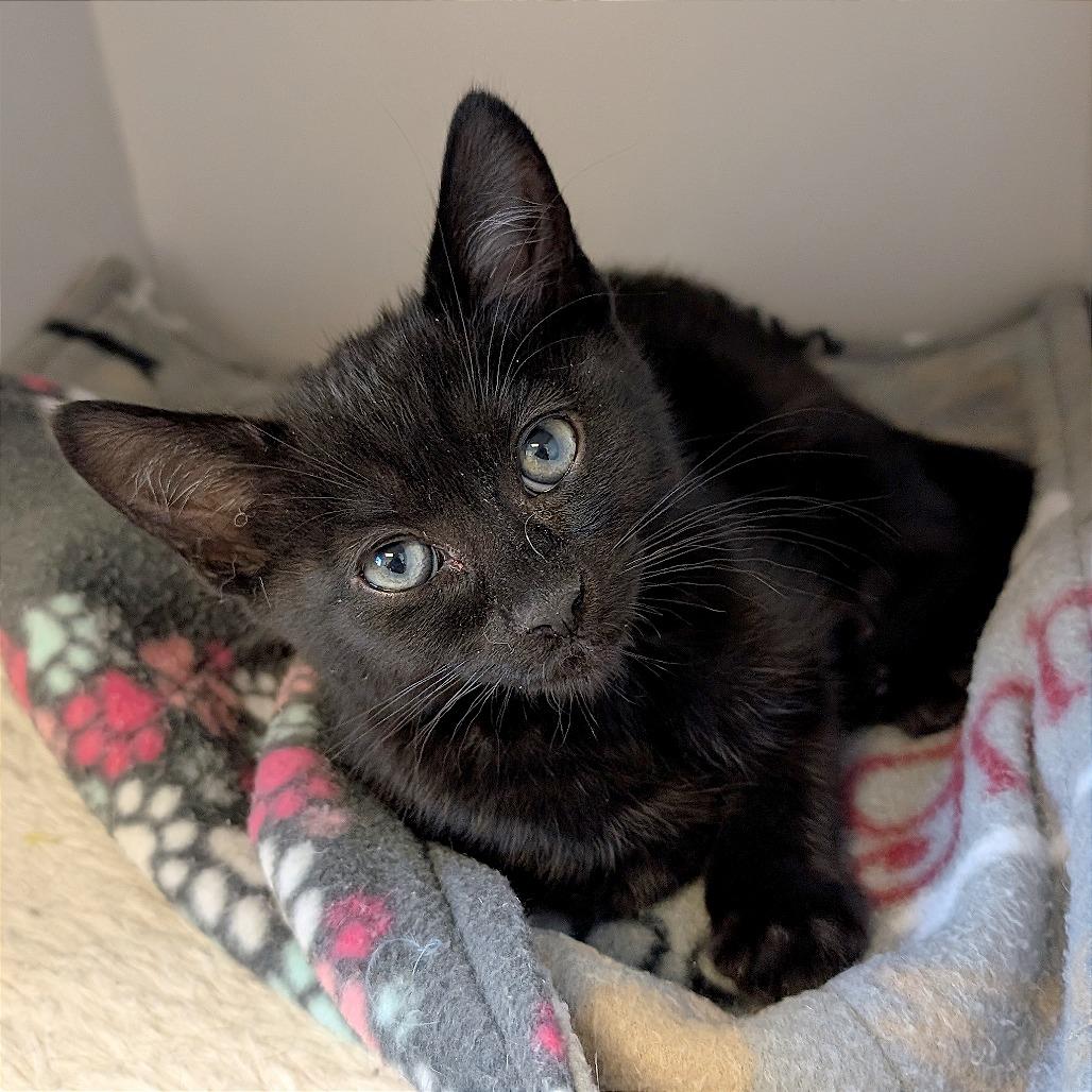 Enlarge Odie, a Adoptable Domestic Short Hair in Pleasant Hill, CA image 4/5