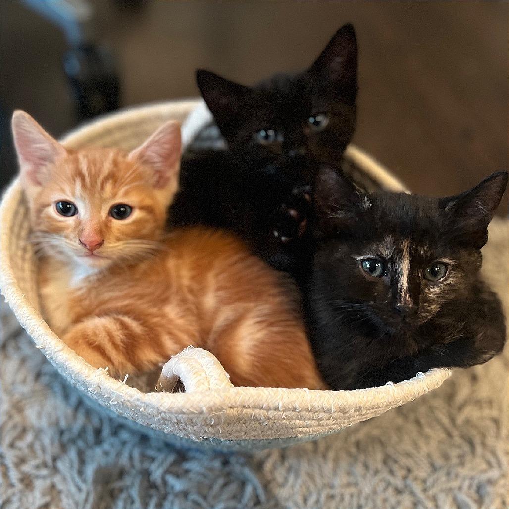 Enlarge Odie, a Adoptable Domestic Short Hair in Pleasant Hill, CA image 5/5