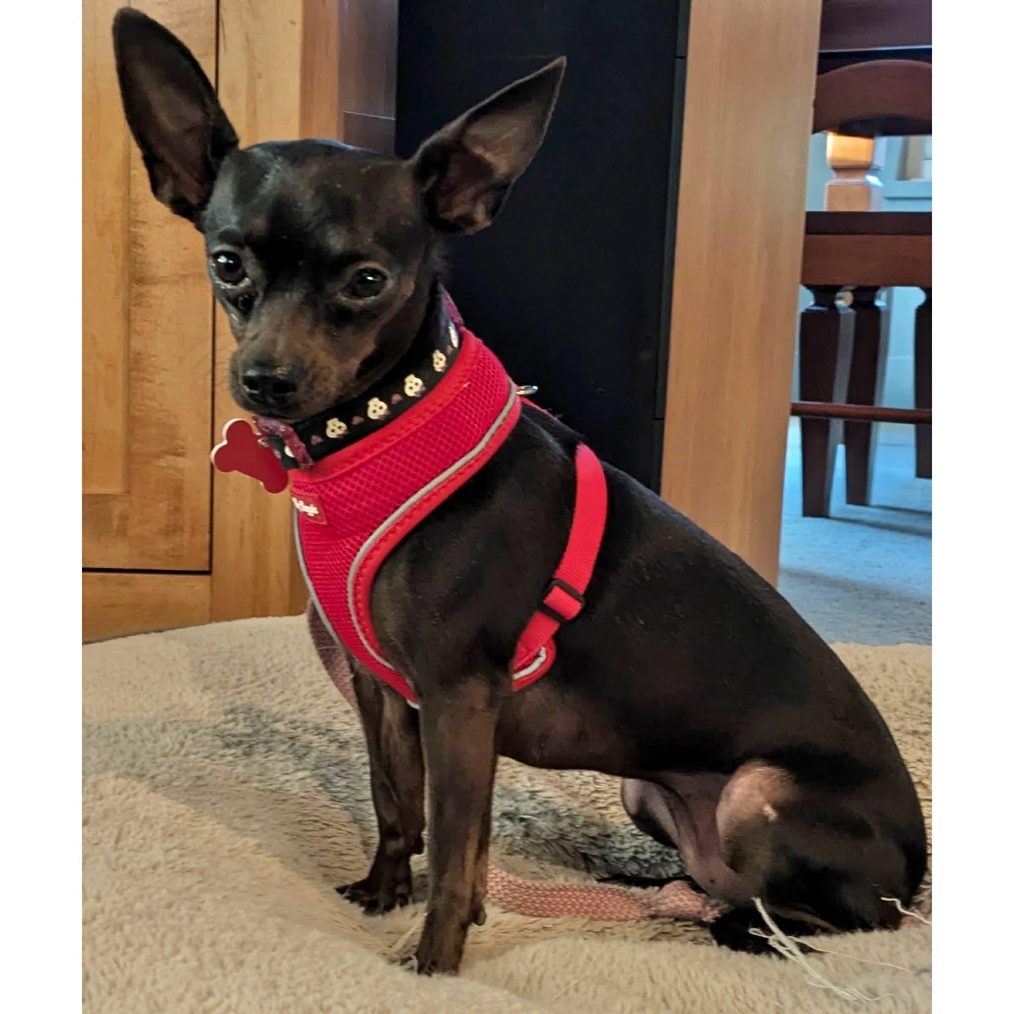 Enlarge Cotton, a ADOPTABLE Chihuahua in Boulder, CO image 1/6